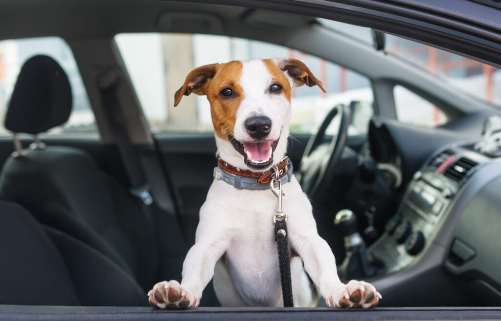 Dog in car with collar and lead