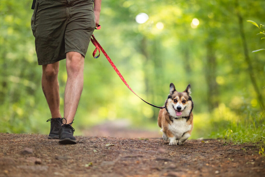 Dog on a walk in a forest on a lead