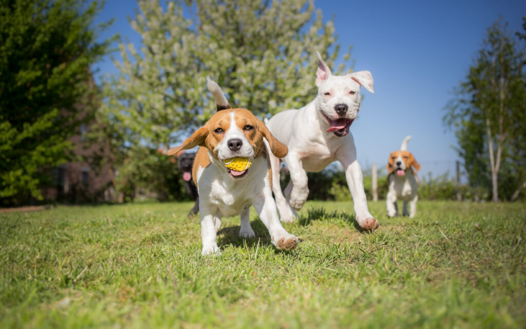 Group of dogs running over the lawn